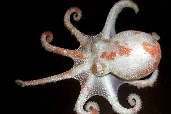 Kraken ссылка актуальная